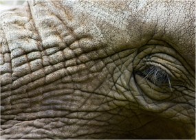 Tablou - Prim-planul ochiului de elefant vechi (70x50 cm)