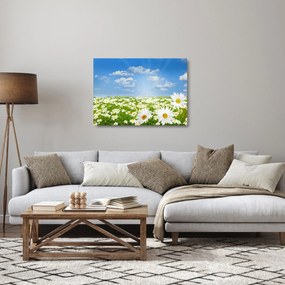 Tablou pe sticlă cu luncă înflorită cu margarete (70x50 cm)