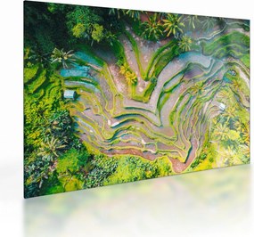 Tablou pe sticlă cu lanuri de orez din privire de sus (70x50 cm)
