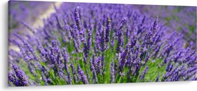 Tablou - lavanda (120x50 cm)