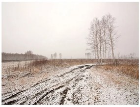 Fototapet - Winter field