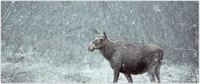 Tablou - Elan într-o pădure înzăpezită (120x50 cm)