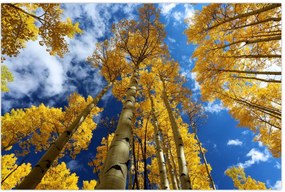 Tablou - Aspen (90x60 cm)