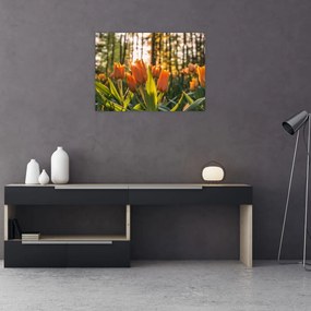 Tablou pe sticlă - florile lalelelor (70x50 cm)