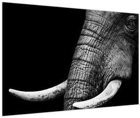 Tablou - Colți de elefant (90x60 cm)