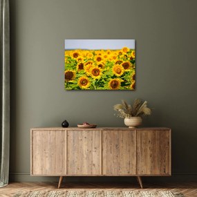 Tablou - Floarea-soarelui (70x50 cm)