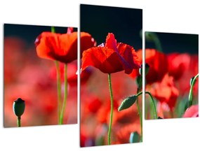 Tablou - flori de maci (90x60 cm)