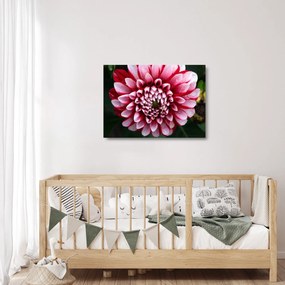 Tablou pe sticlă cu dalie roz (70x50 cm)