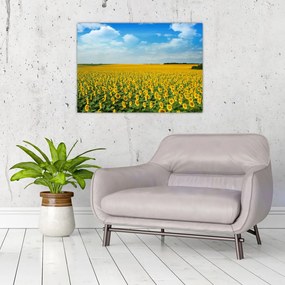 Tablou - câmp cu floarea soarelui (70x50 cm), în 40 de alte dimensiuni noi