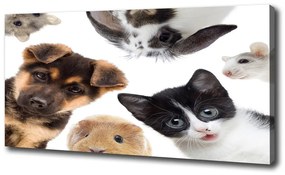 Print pe canvas Animale de companie