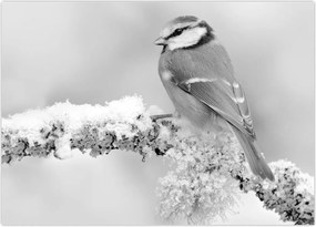 Tablou - O pasăre pe o creangă (70x50 cm)
