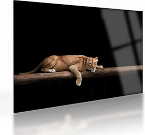 Tablou pe sticlă - Lioness (70x50 cm)