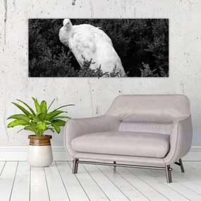 Tablou - Păun,alb-negru (120x50 cm)