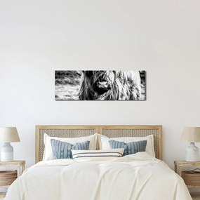 Tablou - Highland - vacă scoțiană (cu ceas) (90x30 cm)
