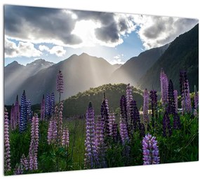 Tablou - scenariu cu flori de Lupin (70x50 cm)