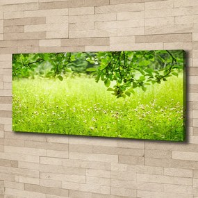 Print pe canvas Pajiște verde