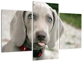 Tablou - cățeluș weimaraner (90x60 cm)