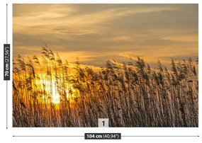 Fototapet Reed Sun