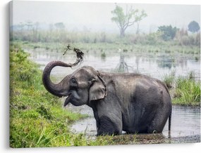 Tablou - Elefant de scăldat (70x50 cm)