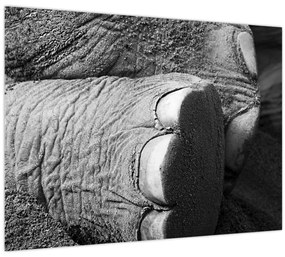 Tablou pe sticlă - Picior de elefant (70x50 cm)