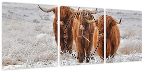 Tablou - Vaci scoțiene (cu ceas) (90x30 cm)