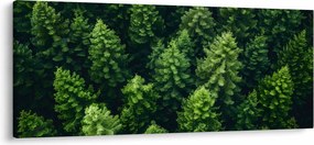 Tablou - Pădure (120x50 cm)