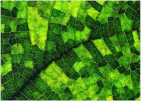 Tablou - Detaliu frunze (70x50 cm)