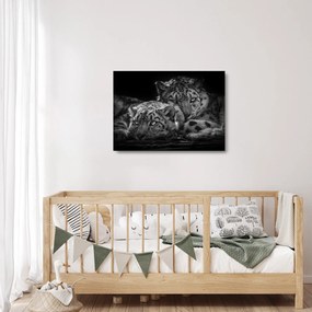 Tablou pe sticlă - Gheparzi care se odihnesc (70x50 cm)