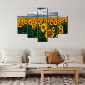 Tablou câmpului de floarea soarelui (150x105 cm)