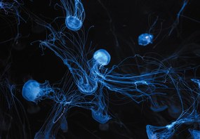 Fototapet - Meduză (147x102 cm)