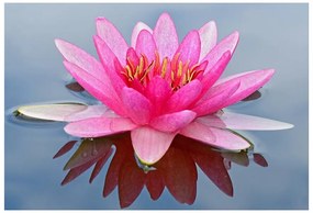 Fototapet Pink Water Lily