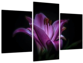 Tablou crinul (90x60 cm)