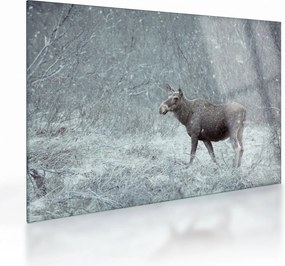 Tablou pe sticlă - Elan într-o pădure înzăpezită (70x50 cm)