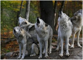 Tablou - Lupii de pe stâncă (70x50 cm)