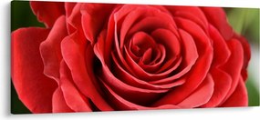 Tablou - Flori de trandafir (120x50 cm)