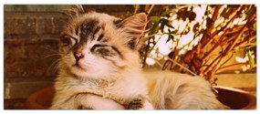 Tablou cu pisica în ghiveci (120x50 cm)