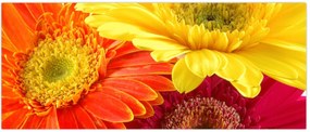 Tablou - Flori Gerbery (120x50 cm)