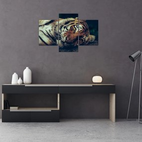 Tablou - Tigrul Siberian (90x60 cm)