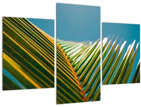 Tablou - Frunze de palmier (90x60 cm)