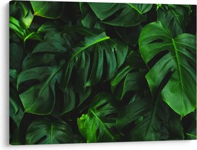Tablou cu frunze Monstery (70x50 cm)