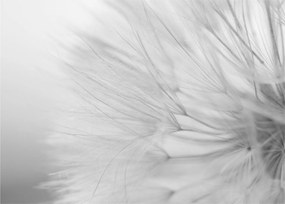Tablou pe sticlă - Dandelion (70x50 cm)