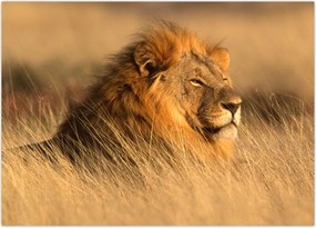 Tablou - Parcul Național Etosha (70x50 cm)