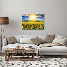 Tablou pe sticlă - Câmp cu floarea soarelui (70x50 cm)