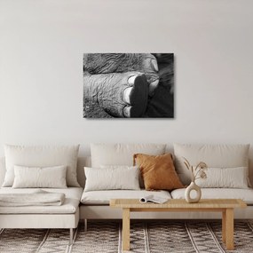 Tablou pe sticlă - Picior de elefant (70x50 cm)