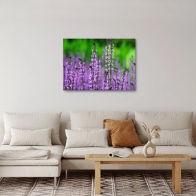 Tablou cu flori de luncă violete (70x50 cm)