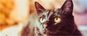 Tablou pisica neagră (120x50 cm)