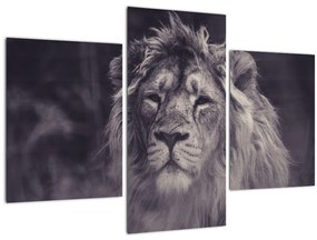 Tablou cu leu (90x60 cm)