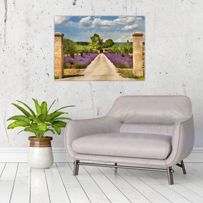 Tablou pe sticlă - Căi de lavandă (70x50 cm)
