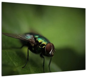 Tablou pe sticlă - Musca (70x50 cm)