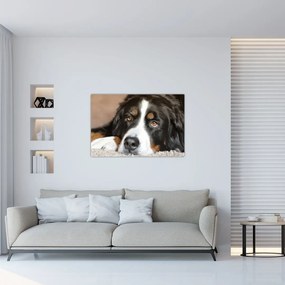 Tablou cu câine (90x60 cm)